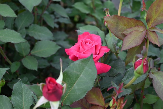 rose_260429_02