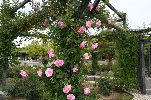 rose_260429_03