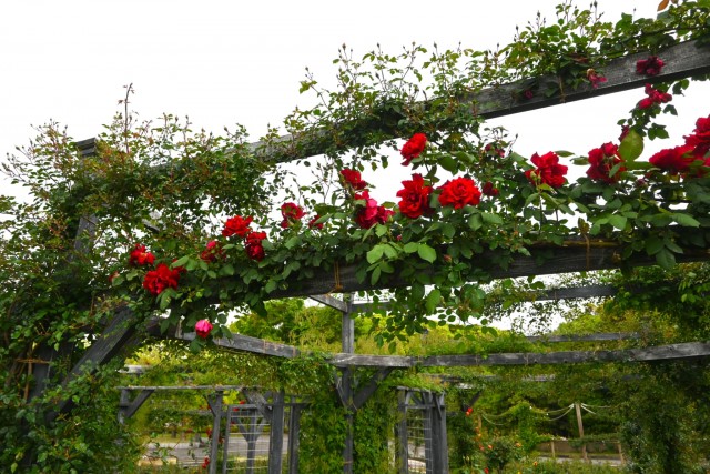 rose_260429_04