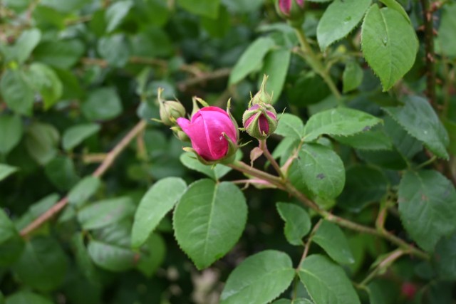 rose_260429_05