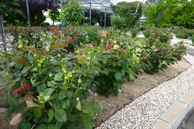 rose_260429_06