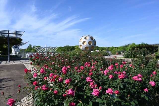 rose_260505_01