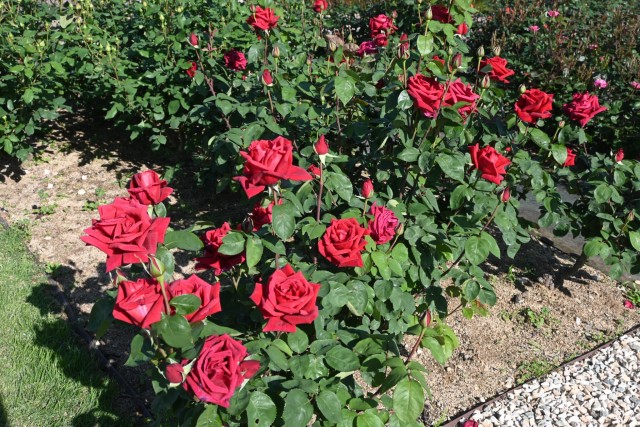 rose_260505_02