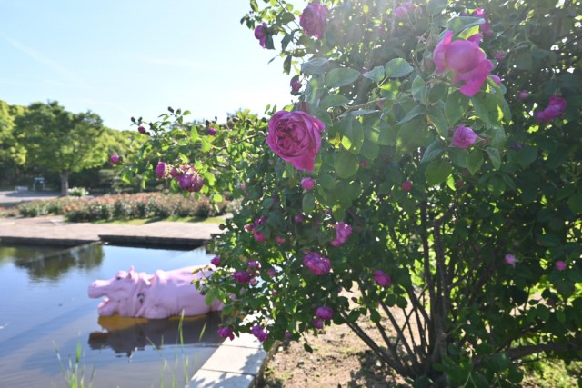 rose_260505_03