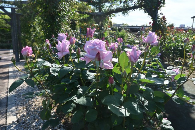 rose_260505_04