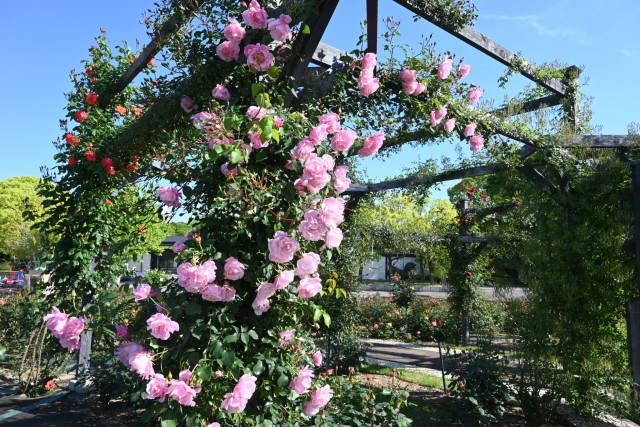 rose_260505_05