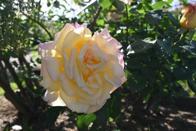 rose_260505_06