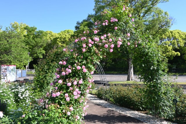 rose_260505_07