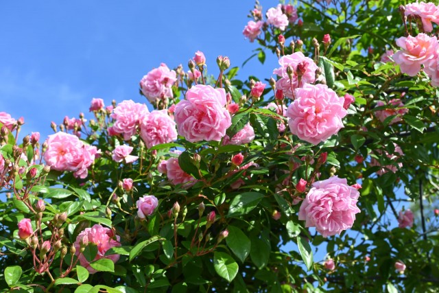 rose_260505_08