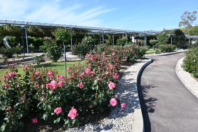 rose_260505_09