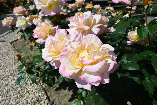 rose_260511_01