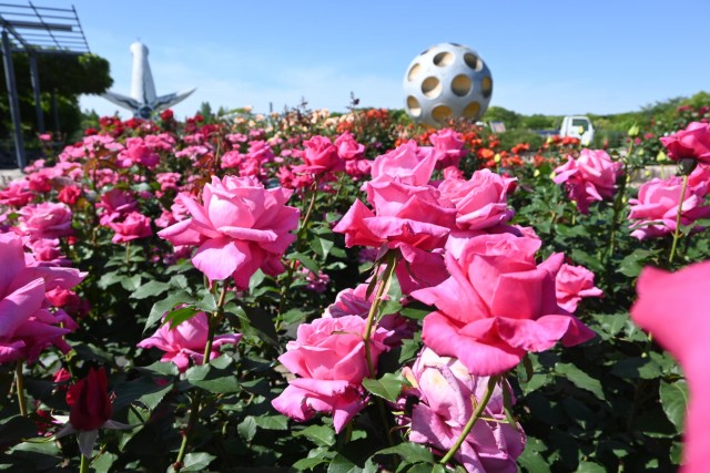 期間限定特価！　特大芸術写真 A2バラ 薔薇 ROSE 額付 70 X 79 薔薇『 Rose 』 – あたか美術 ATAKA Art Gallery