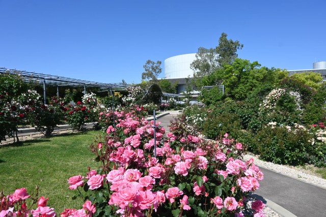 rose_260511_03