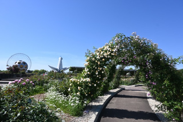 rose_260511_04