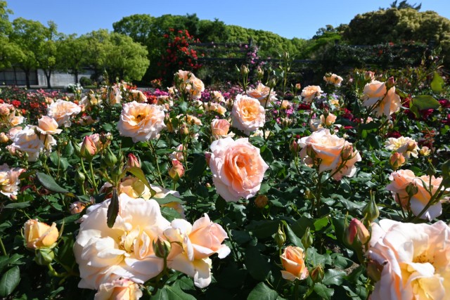 rose_260511_05