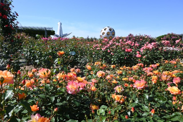 rose_260511_06