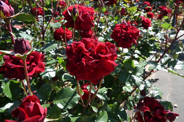 rose_260511_07