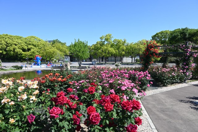 rose_260511_08