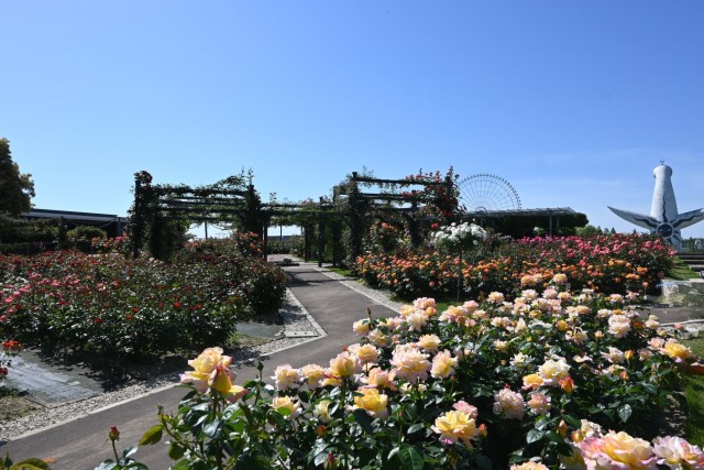 rose_260511_09