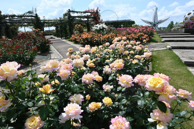 rose_260513_01