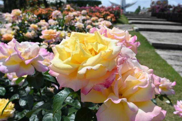 rose_260513_02