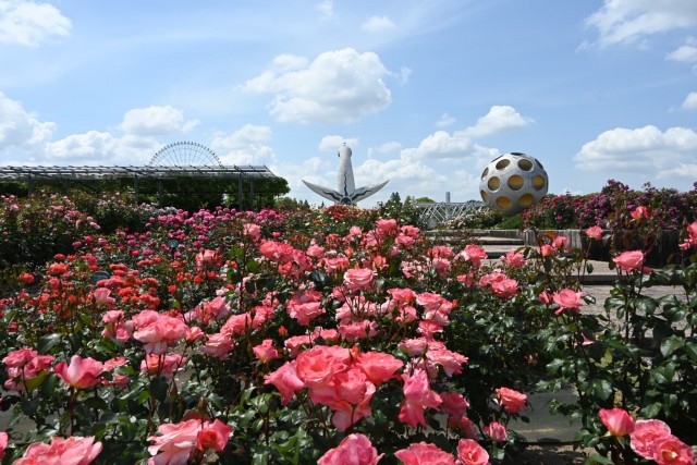 rose_260513_03