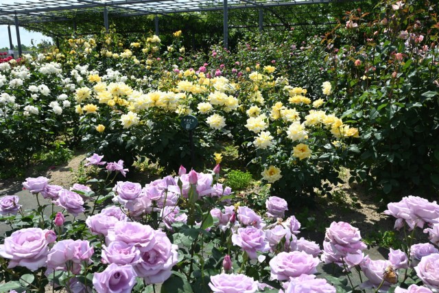 rose_260513_04