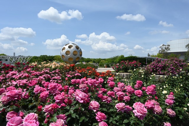 rose_260513_05