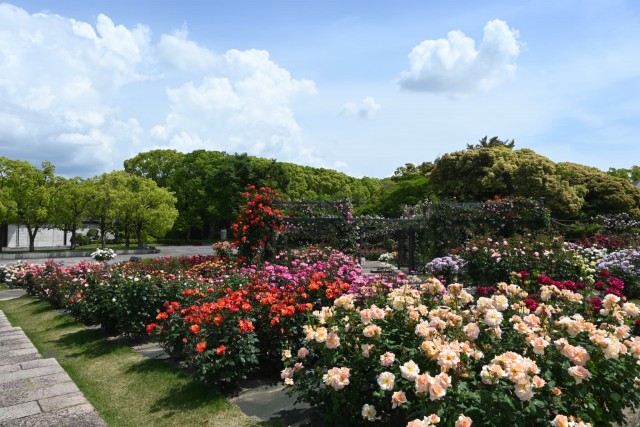 rose_260513_06