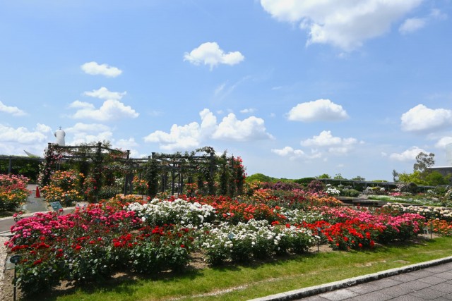 rose_260513_08