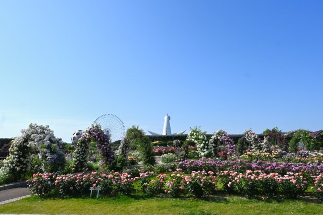 rose_260520_01
