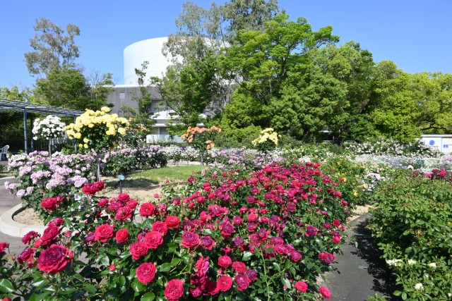 rose_260520_02