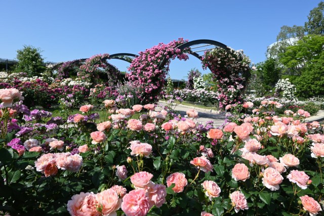 rose_260520_03