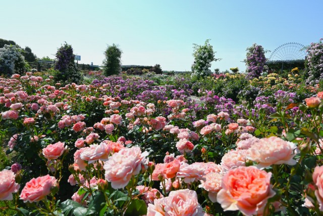 rose_260520_04