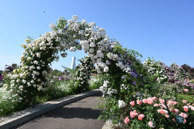 rose_260520_05