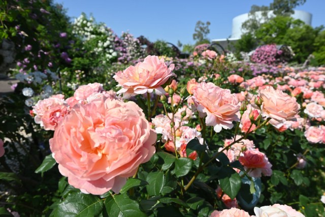 rose_260520_06