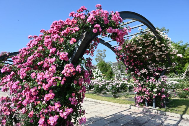 rose_260520_07