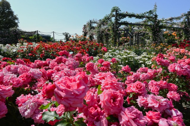 rose_260520_08