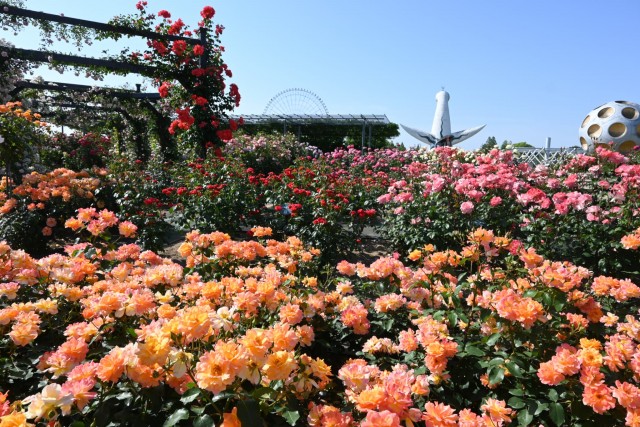 rose_260520_09