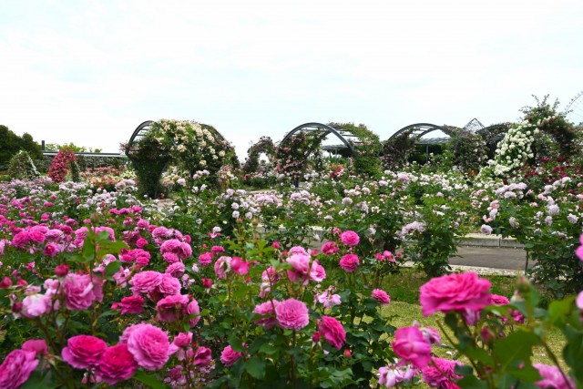 rose_260527_01