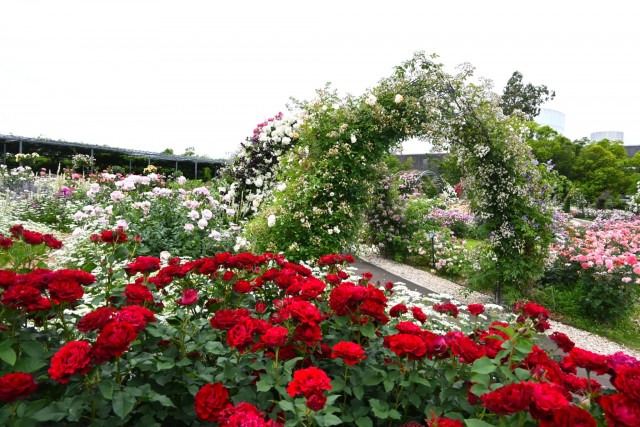 rose_260527_02