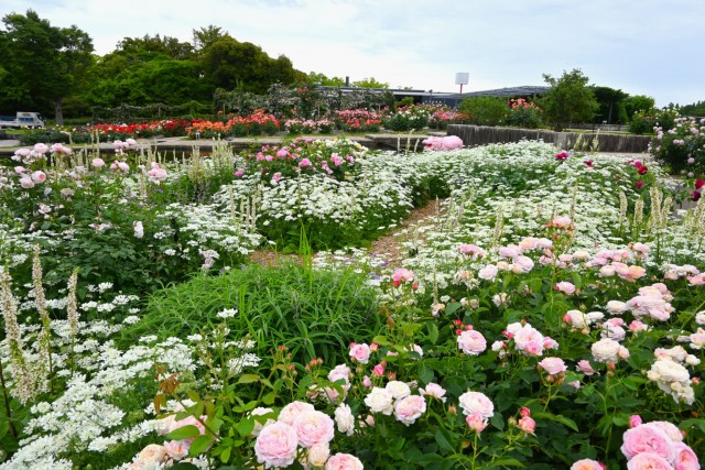 rose_260527_04