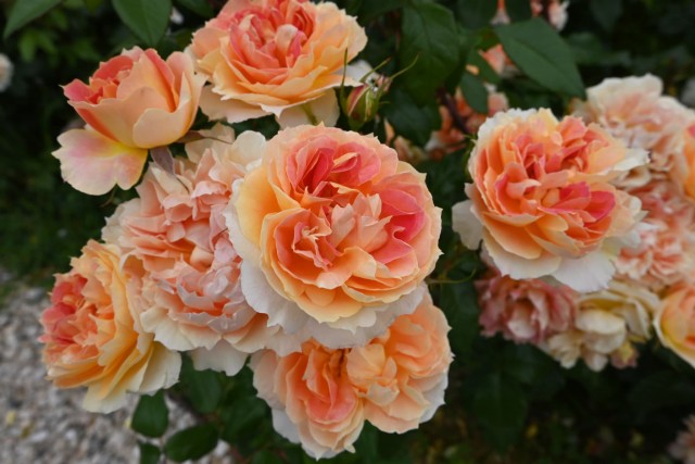 rose_260527_05
