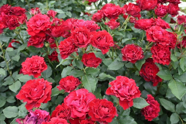 rose_260527_07