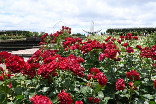 rose_260603_01