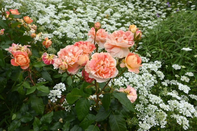 rose_260603_02