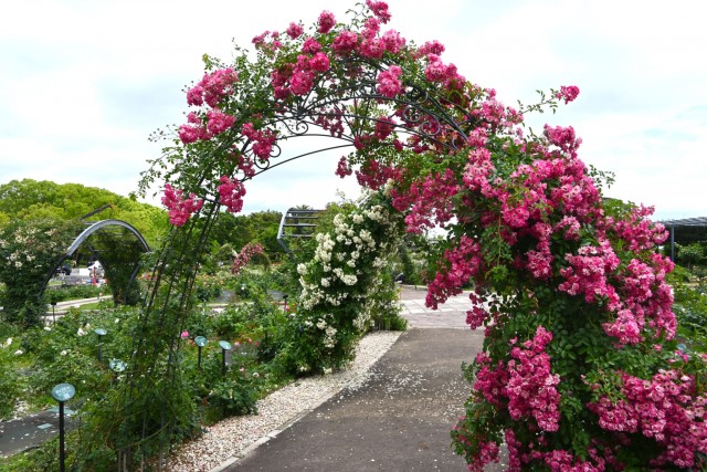 rose_260603_03