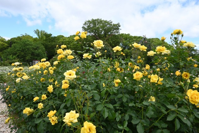 rose_260603_04