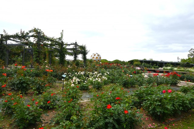 rose_260603_05