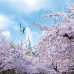 sakura